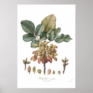 Affiches Pistachio noix, Pistacia vera