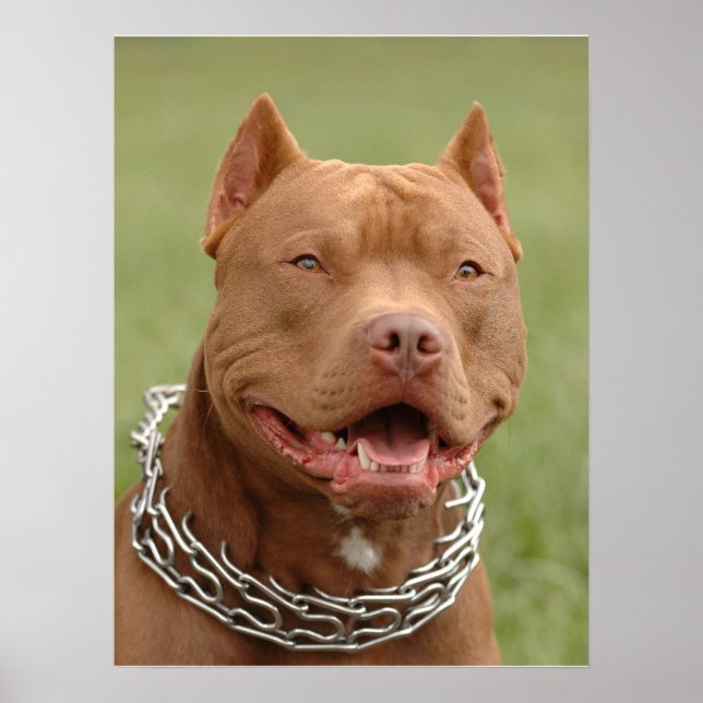 Affiches Pitbull (Devant)