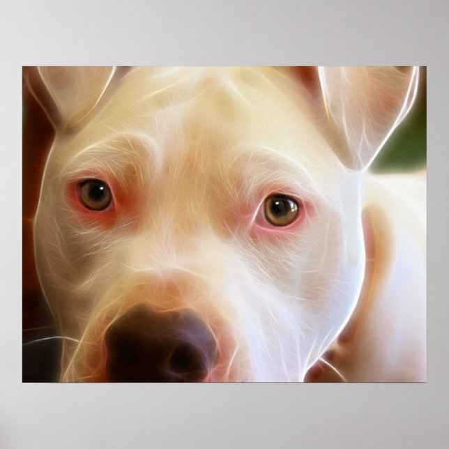 Affiches Pitbull Chien Chien Chien Yeux Art Photographie (Devant)