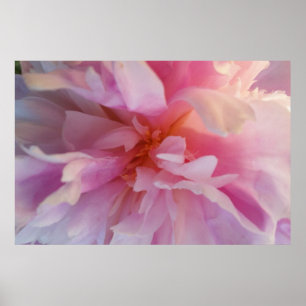 Affiches Pivoine Couleur pêche-Rose de fantaisie : Copie de
