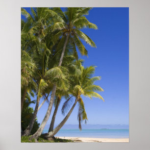 Affiches Plage bordée de palmiers Cook Islands 3