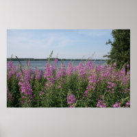 Plage d'algues