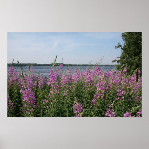 Affiches Plage de Fireweed