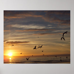 Affiches Plage de Floride coucher de soleil avec oiseaux