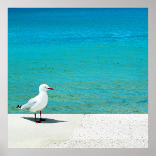 Affiches Plage de la mouette Nutgrove, baie Tasmanie de