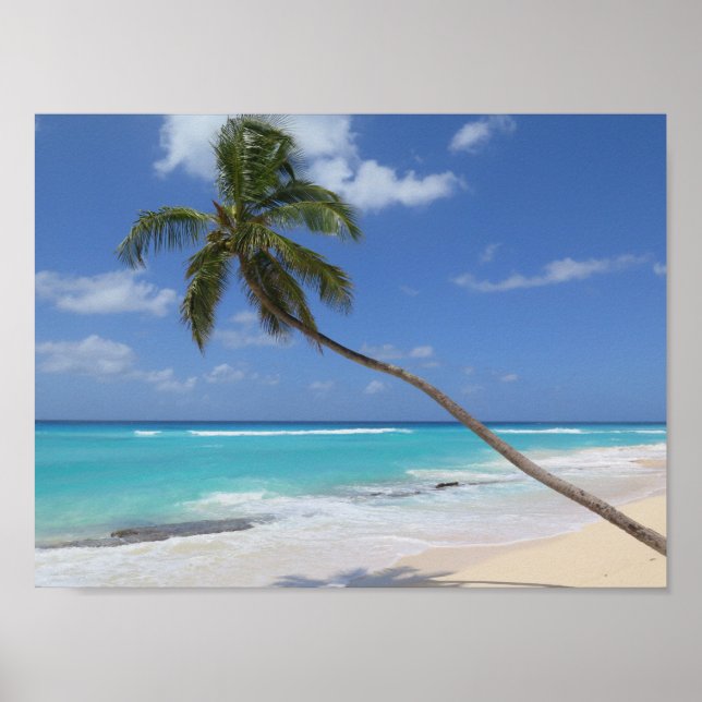 Affiches Plage de palmiers Caraïbes Barbade (Devant)