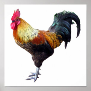 Affiches Plaine de coq