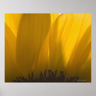 Affiches Plan rapproché des pétales de tournesol