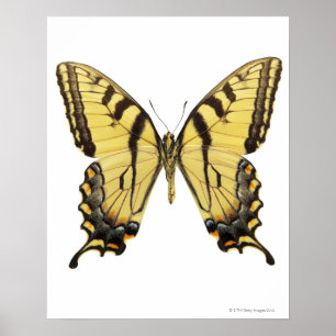 Affiches Plan rapproché d'un papillon 2