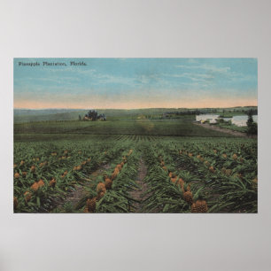 Affiches Plantation d'ananas prête pour la récolte dans