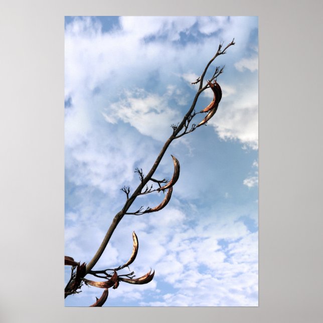 Affiches plante à nouilles japonais invasif (Devant)