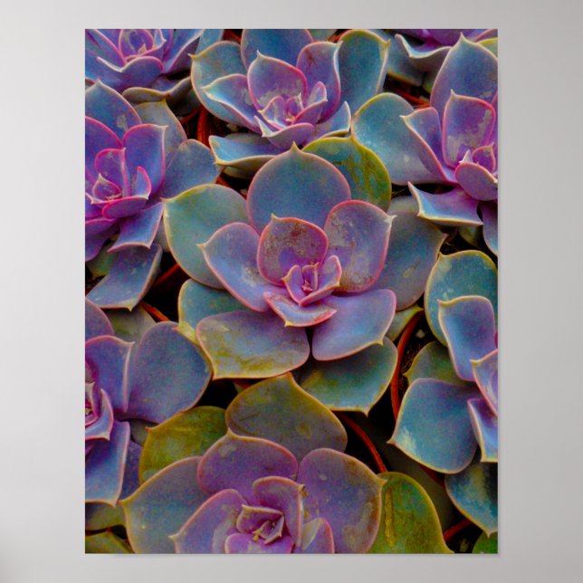 Affiches Plante Cactus Succulent bleu violet vert (Devant)