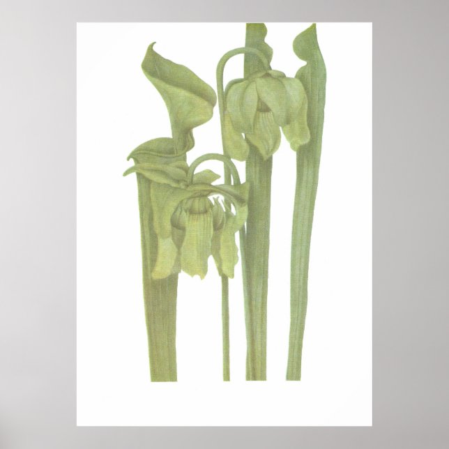 Affiches Plante carnivore - Sarracenia flava (Devant)