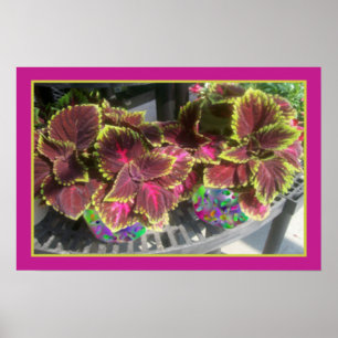 Affiches Plante Coleus