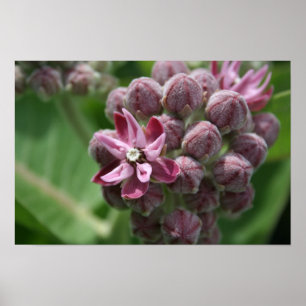 Affiches Plante commun de fleur de milkweed