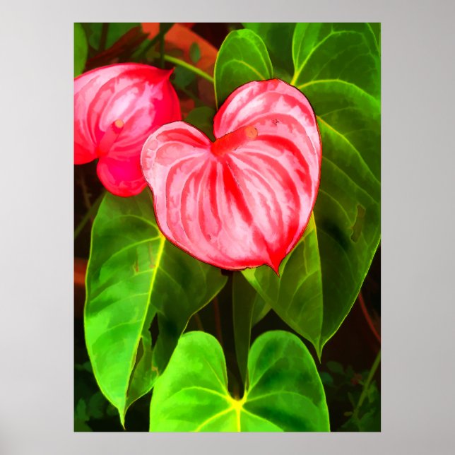 Affiches Plante d'anthurium (Devant)