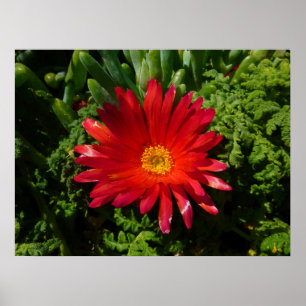 Affiches Plante de moquette couleur rouge à fleur de glace
