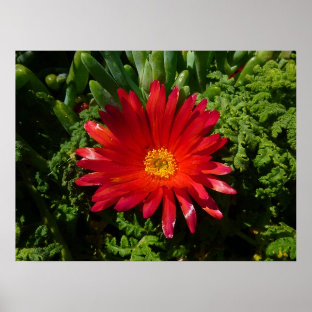 Affiches Plante de moquette couleur rouge à fleur de glace (Devant)