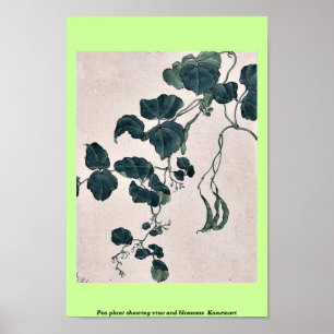 Affiches Plante de pois montrant la vigne et les fleurs Kan