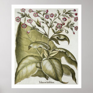 Affiches Plante de tabac, de "Hortus Eystettensis" par B