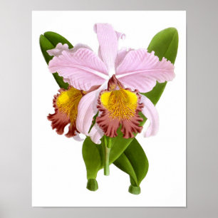 Affiches Plante Exotique Orchidée Fleurs roses no.5 Art Imp