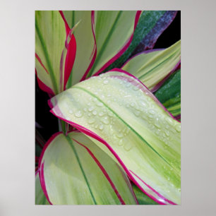 Affiches Plante Hawaïen Ti