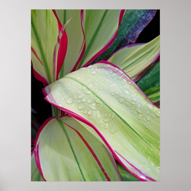 Affiches Plante Hawaïen Ti (Devant)