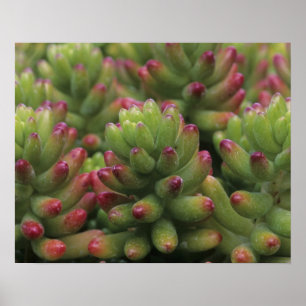 Affiches plante Sedum, Musée du désert d'Arizona-Sonora,