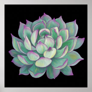 Affiches Plante Succulent