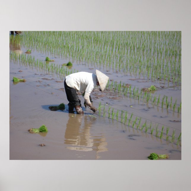 Affiches Planter du riz dans les champs du Vietnam (Devant)