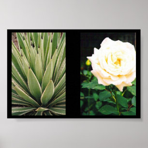 Affiches Plantes