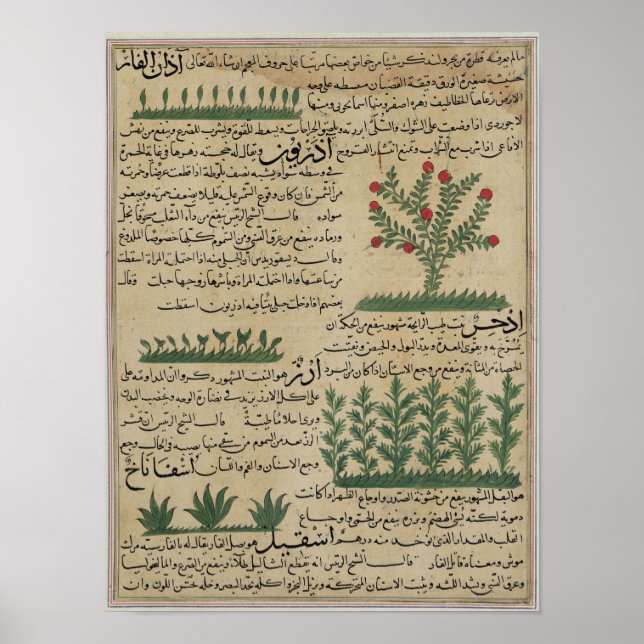 Affiches Plantes botaniques, illustration de "The (Devant)