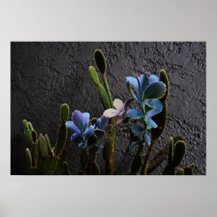 Affiches Plantes du désert