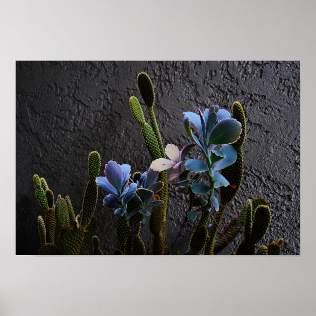 Affiches Plantes du désert (Devant)