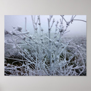 Affiches Plantes givrées Paysage d'hiver