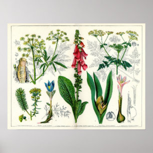 Affiches Plantes toxiques