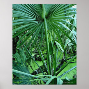 Affiches Plantes tropicaux en étang salé