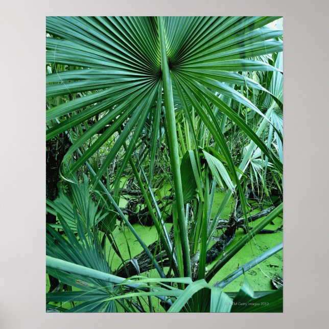 Affiches Plantes tropicaux en étang salé (Devant)