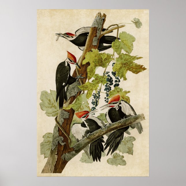 Affiches Plaque 111 | Pic pilé | Oiseaux d'Amérique (Devant)