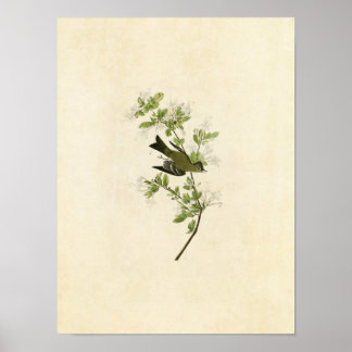 Affiches Plaque 115 | Wood Pewee | Oiseaux d'Amérique
