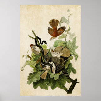 Affiches Plaque 116 | Frugineuse Grive | Oiseaux d'Amérique