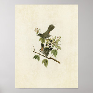 Affiches Plaque 128   Catbird   Oiseaux d'Amérique