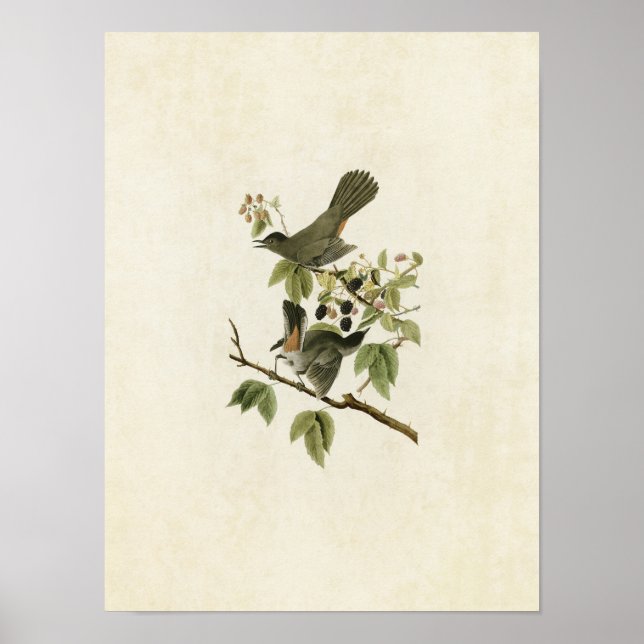 Affiches Plaque 128 | Catbird | Oiseaux d'Amérique (Devant)