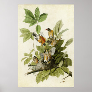 Affiches Plaque 131 American Robin Oiseaux d'Amérique
