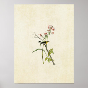 Affiches Plaque 135 Paruline noire