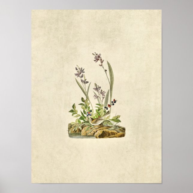 Affiches Plaque 139 | Écart de champ | Oiseaux d'Amérique (Devant)