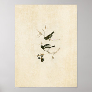 Affiches Plaque 13   Oiseau de neige   Oiseaux d'Amérique