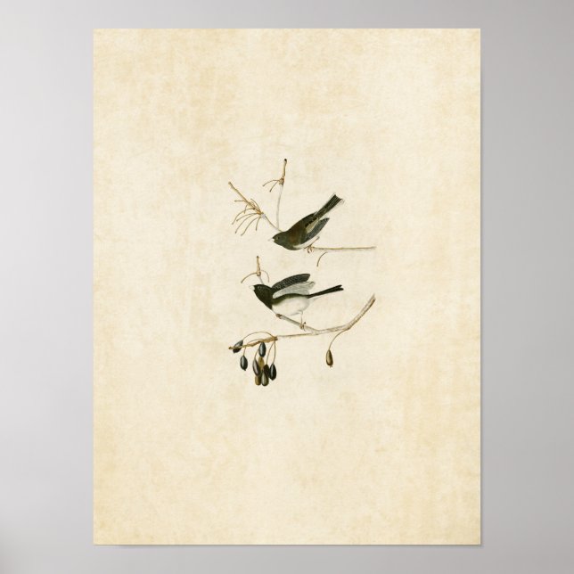 Affiches Plaque 13 | Oiseau de neige | Oiseaux d'Amérique (Devant)
