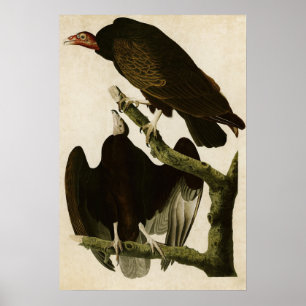 Affiches Plaque 151 Turquie Buzzard Oiseaux d'Amérique