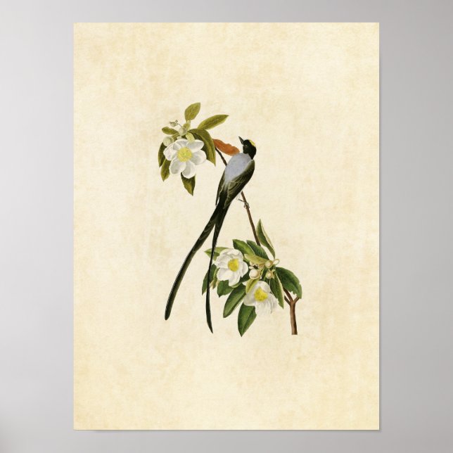 Affiches Plaque 168 | Moucherolle à queue fourchue (Devant)